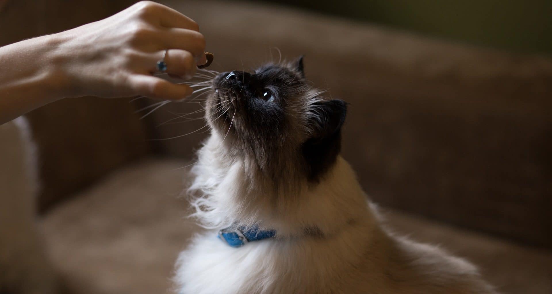 Best CBD Cat Treats - Featured Image