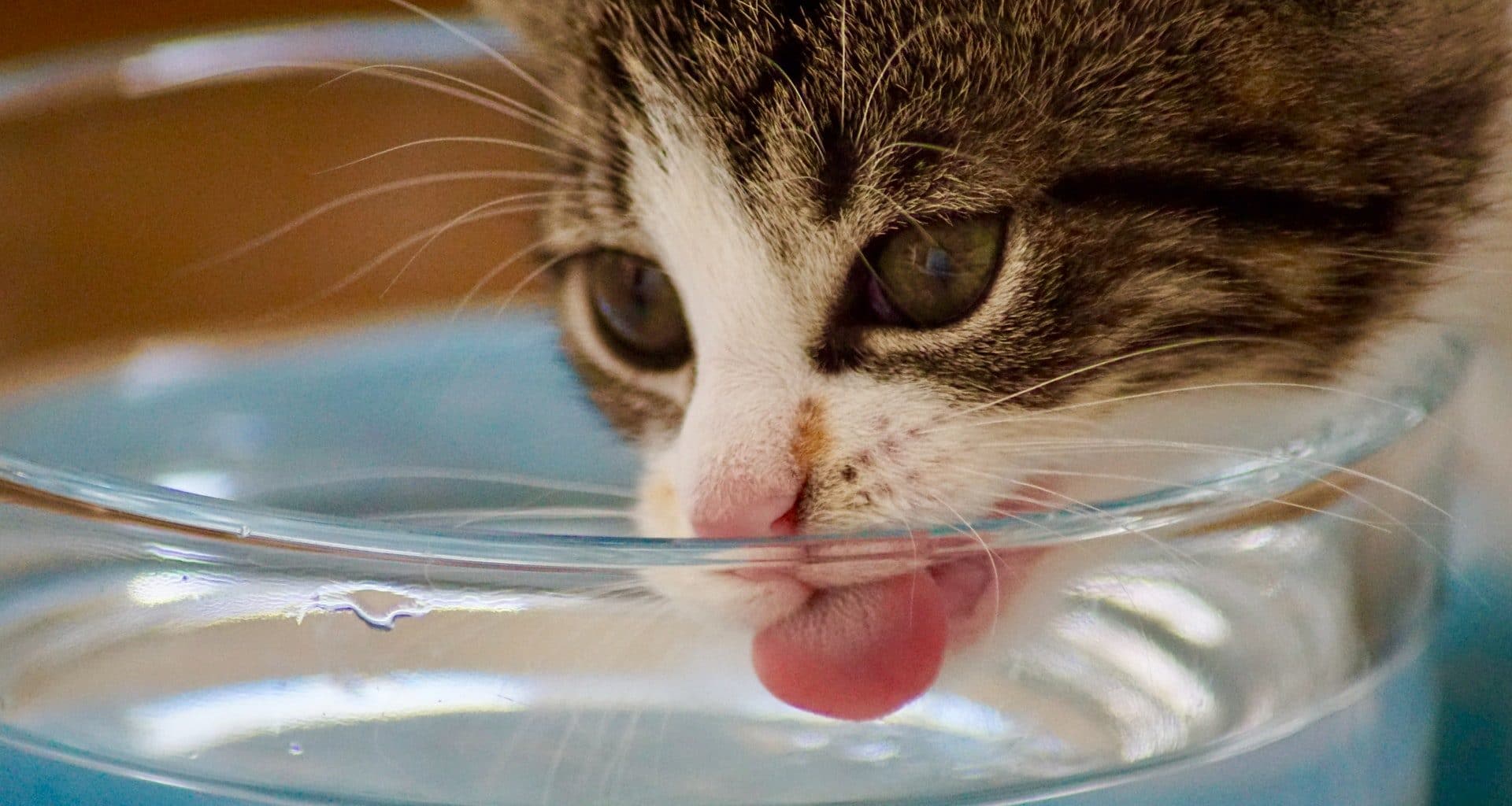 Best Cat Water Fountains - Featured Image