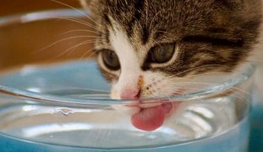 Best Cat Water Fountains - Featured Image