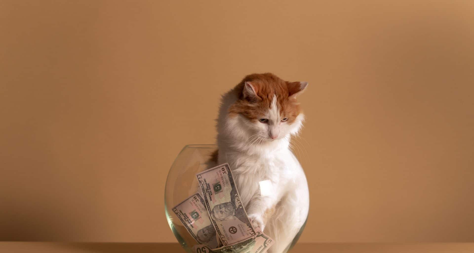 How Much Does a Cat Cost - Featured Image