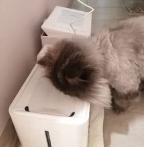 Laika Water Fountain - Fluffy Cat Tester