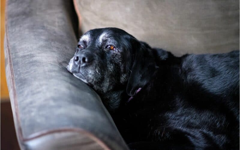 Over 25% Of Pet Owners Don’t Recognize Dementia in Pets
