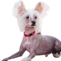 Chinese Crested Breed