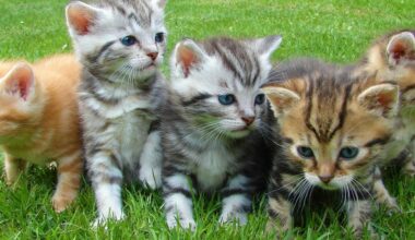 Growing Cat Population Leads To 36 New Cat Food Brands in the US