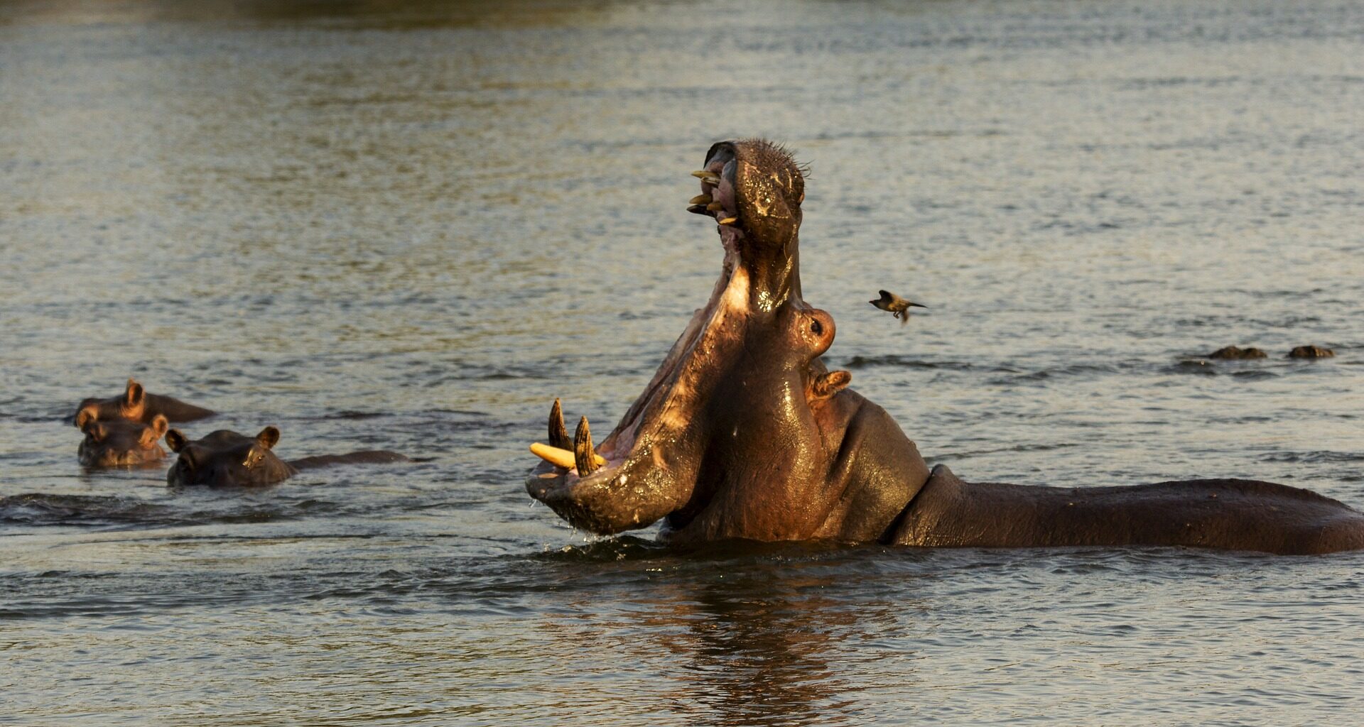 How Many People Die from Hippos - Featured Image