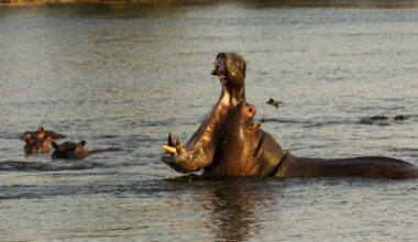 How Many People Die from Hippos - Featured Image