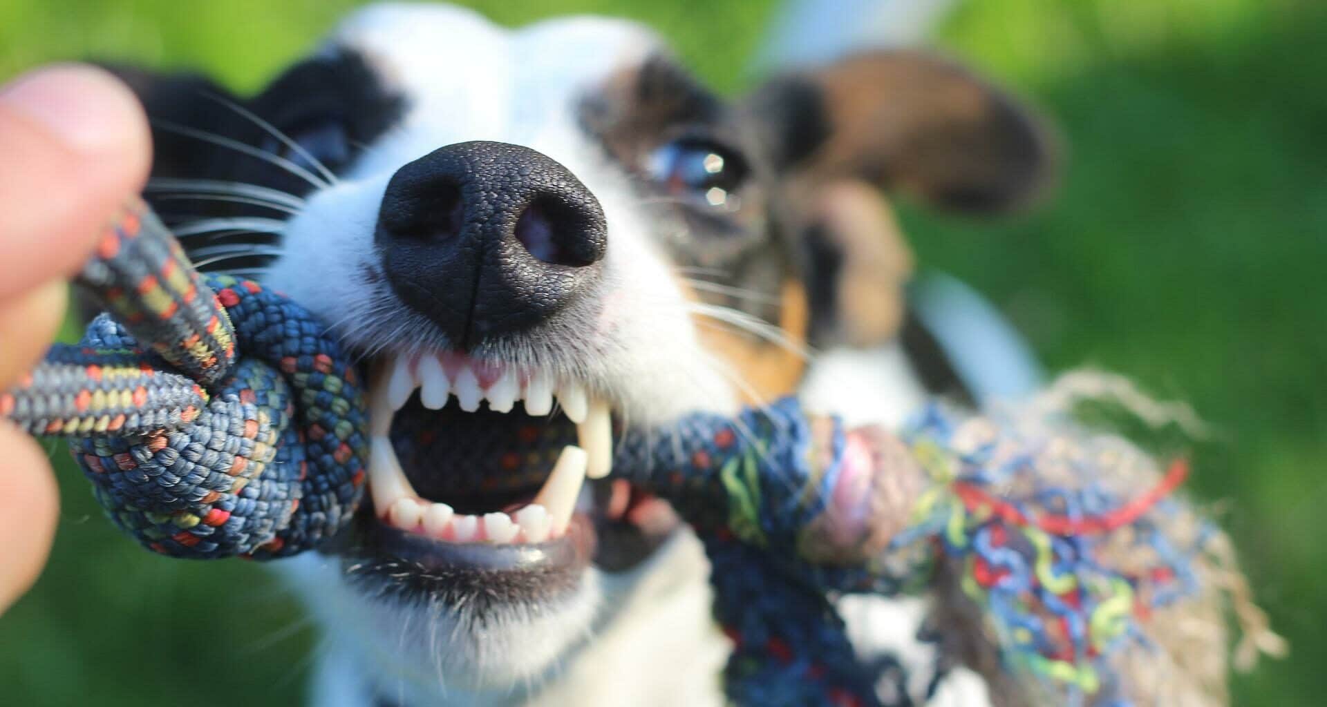 How Many Teeth Do Dogs Have - Featured Image