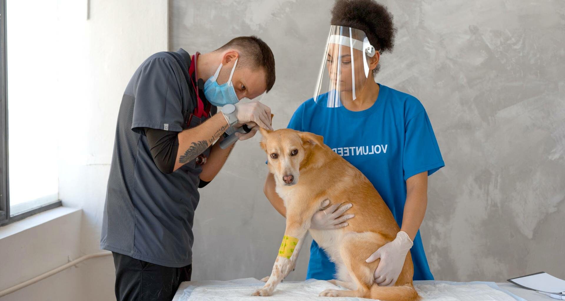 How Much Do Veterinarians Make - Featured Image