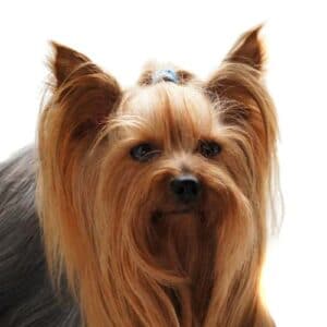 Yorkshire Terrier Breed