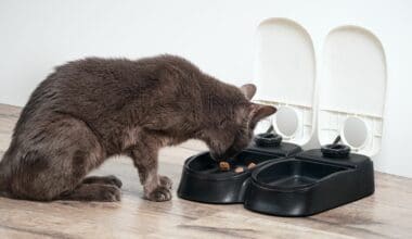 Best Automatic Cat Feeder - Featured Image