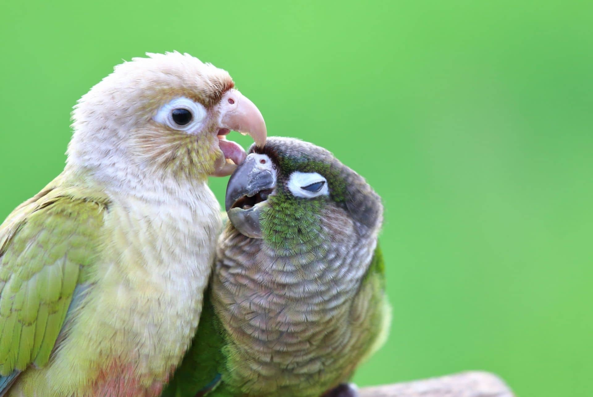 20 AwarenessRaising Bird Population Decline Stats for 2023 Petpedia