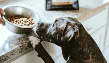 US Retail Pet Food Sales in 2021 Reached an All-Time High