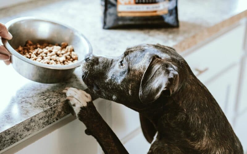 US Retail Pet Food Sales in 2021 Reached an All-Time High