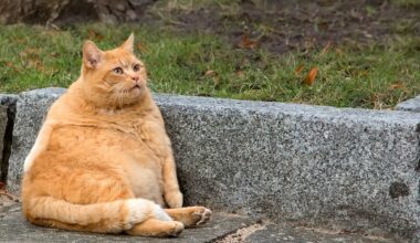 Are Fibers and Proteins a Solution for Cat Obesity?