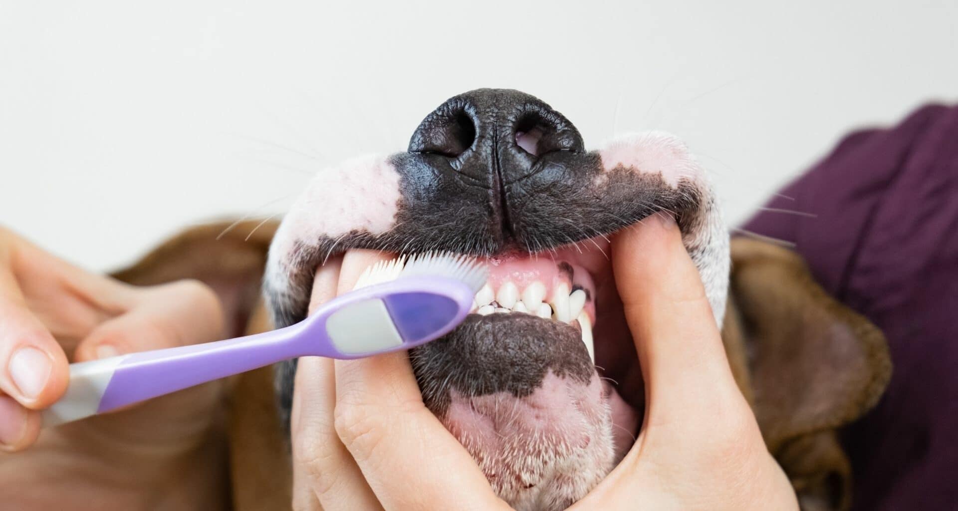 Featured Image - How To Brush Dog’s Teeth