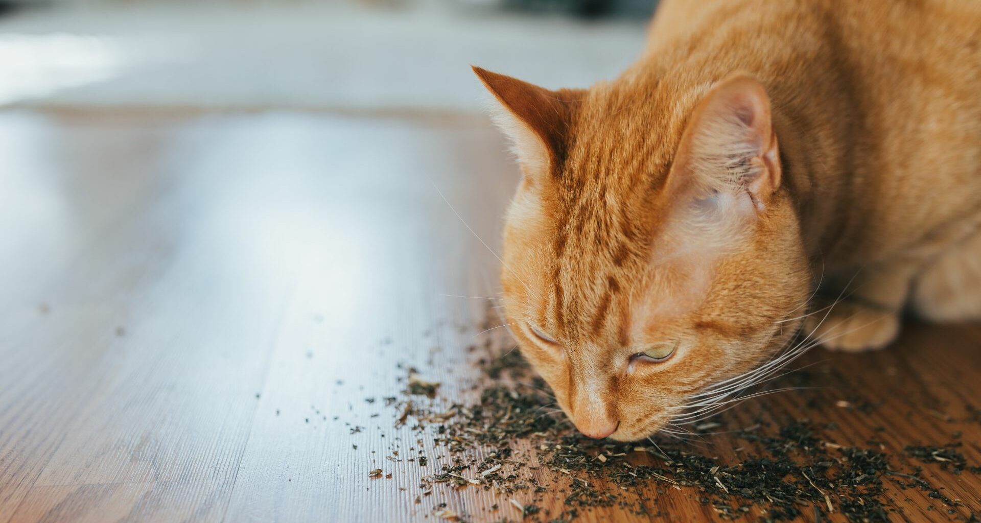 Featured Image - What Does Catnip Do to Cats