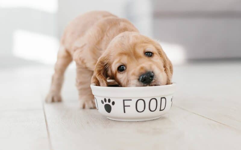 How Many Times a Day Should a Dog Eat - Featured Image