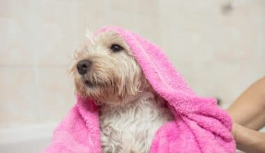 How to Get Rid of Dog Dandruff - Featured Image