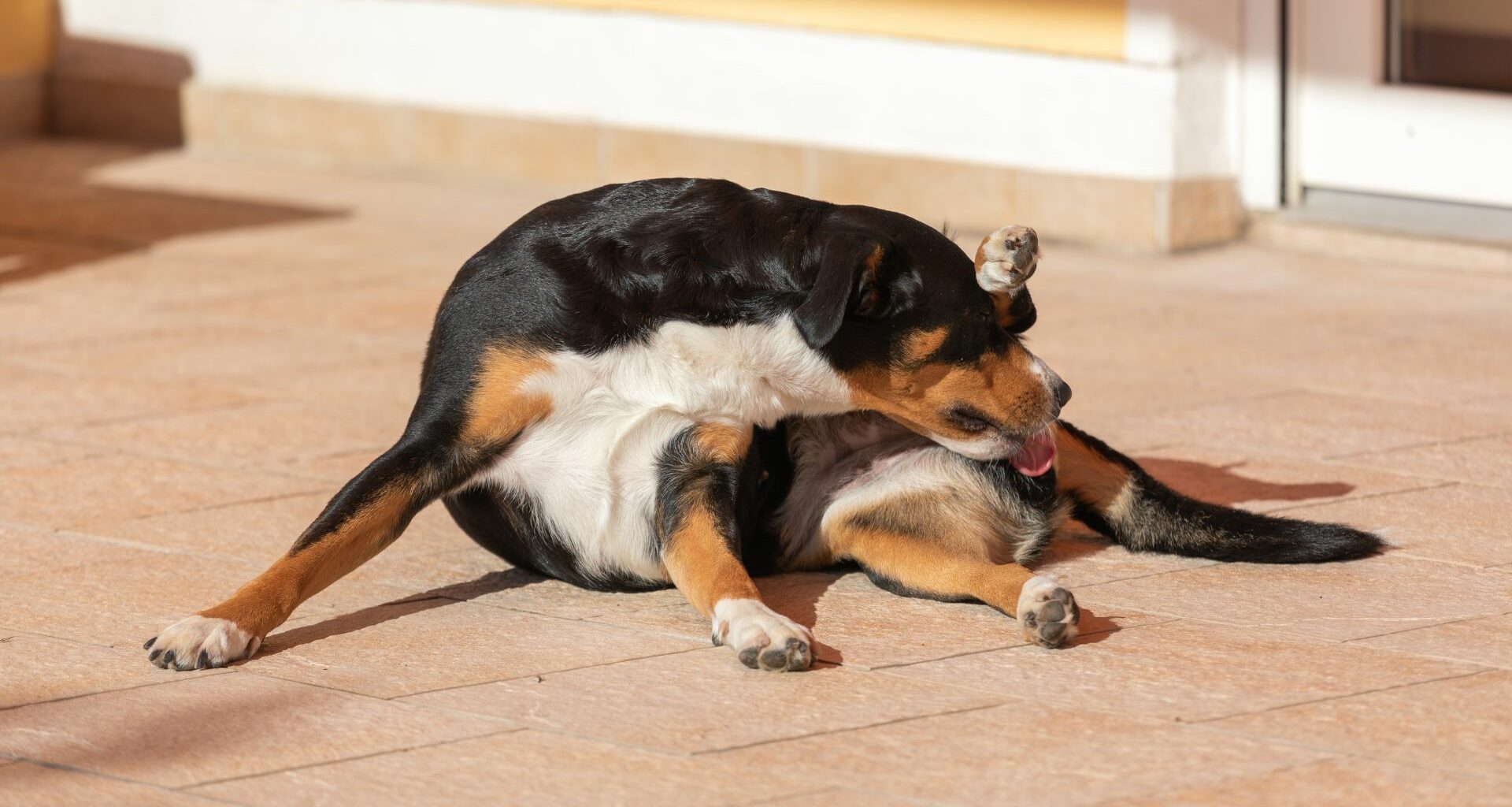 Home Remedies for Dog Scooting - Featured Image
