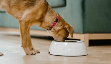 Will High Cost Slow Down Growth of Fresh Pet Food Sales