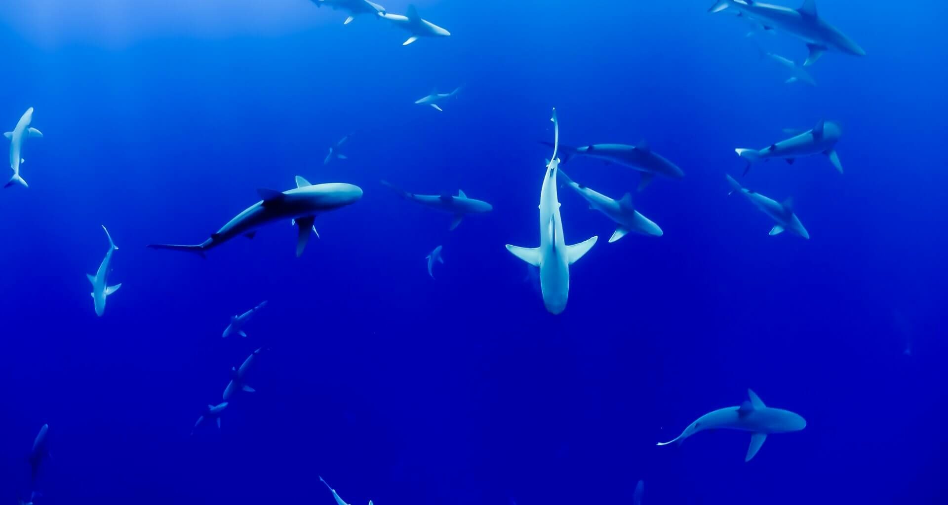 sharks mating