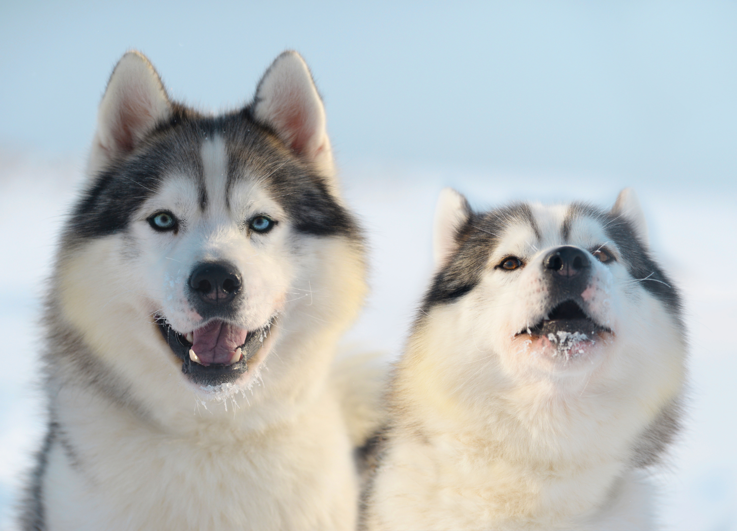  Dogs With Blue Eyes: Siberian Husky
