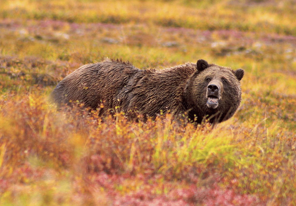 How fast can a bear run - Grizzly Bear
