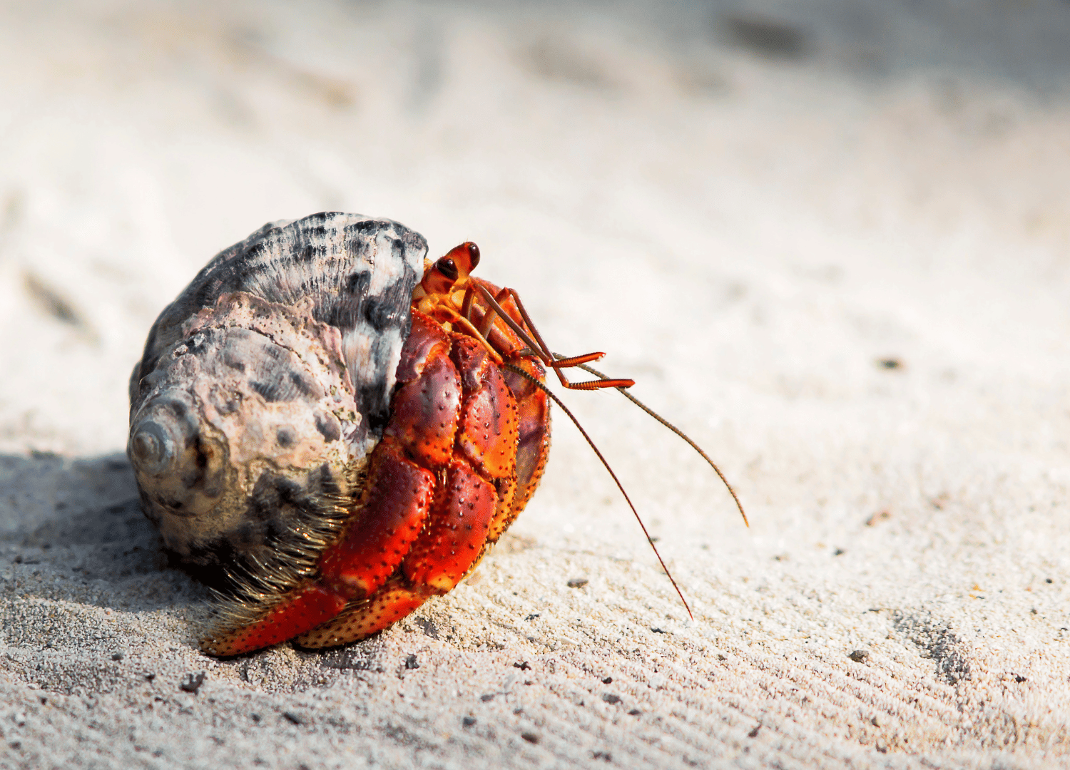 easiest pets to take care of - Hermit Crabs
