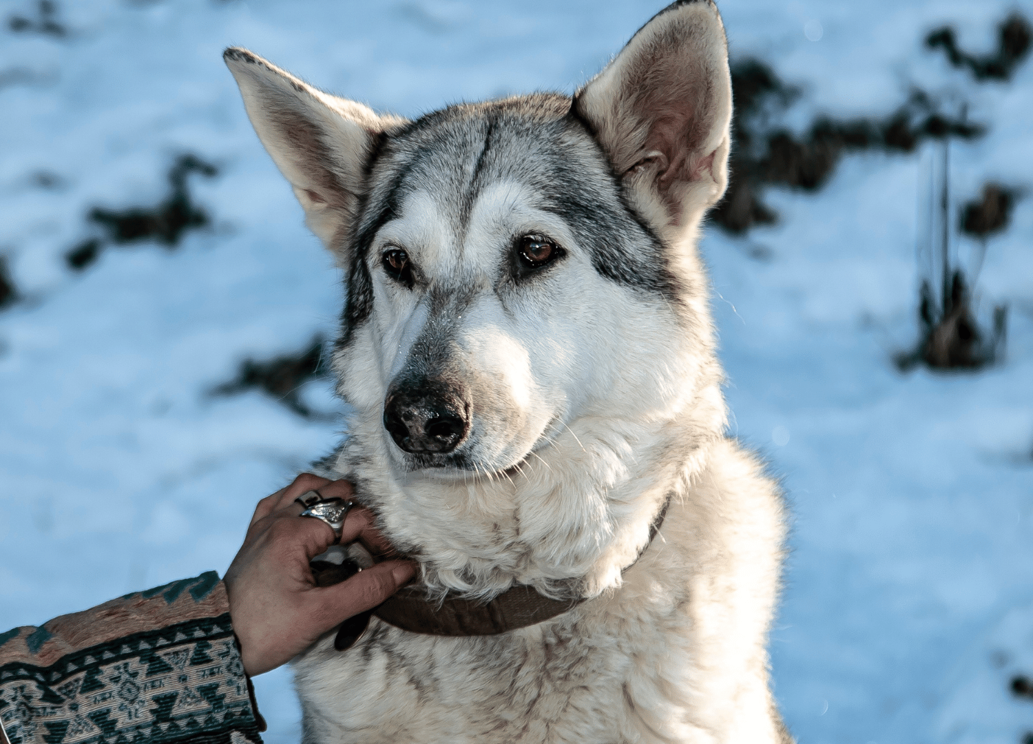 Dogs That Look Like German Shepherds - Northern Inuit Dog