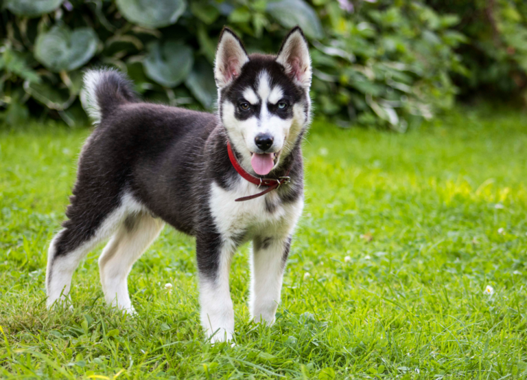 How Long Do Huskies Live: All 6 Life Stages Explained