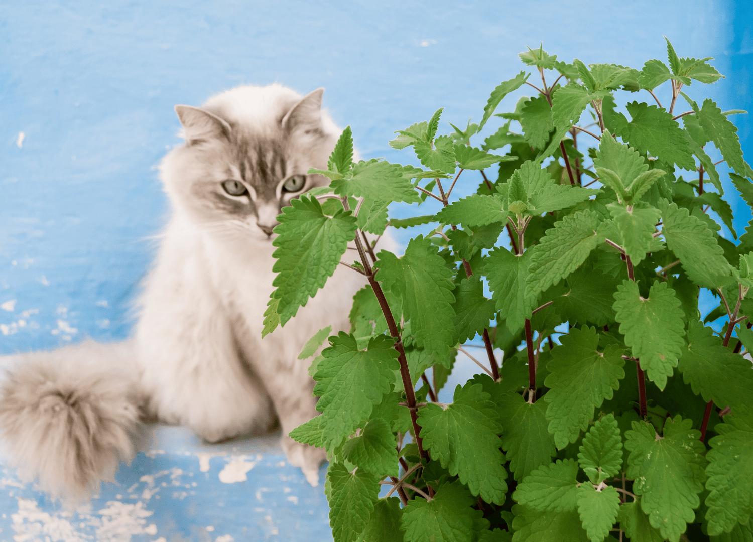 Is catnip bad for dogs