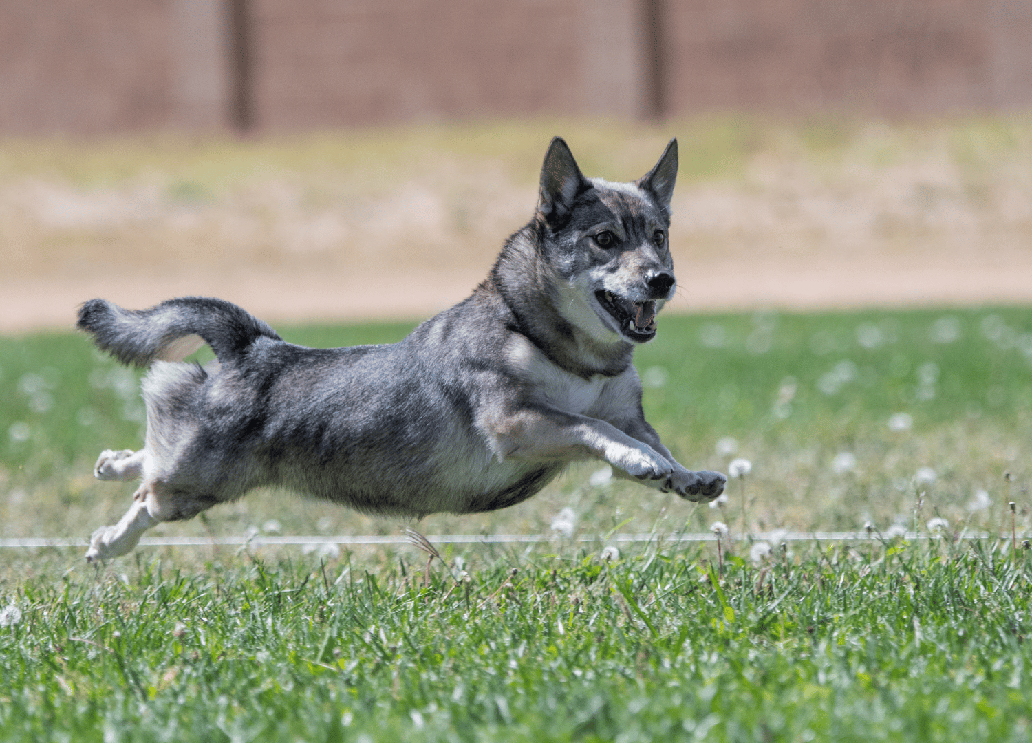 Dogs That Look Like Wolves: Swedish Vallhund