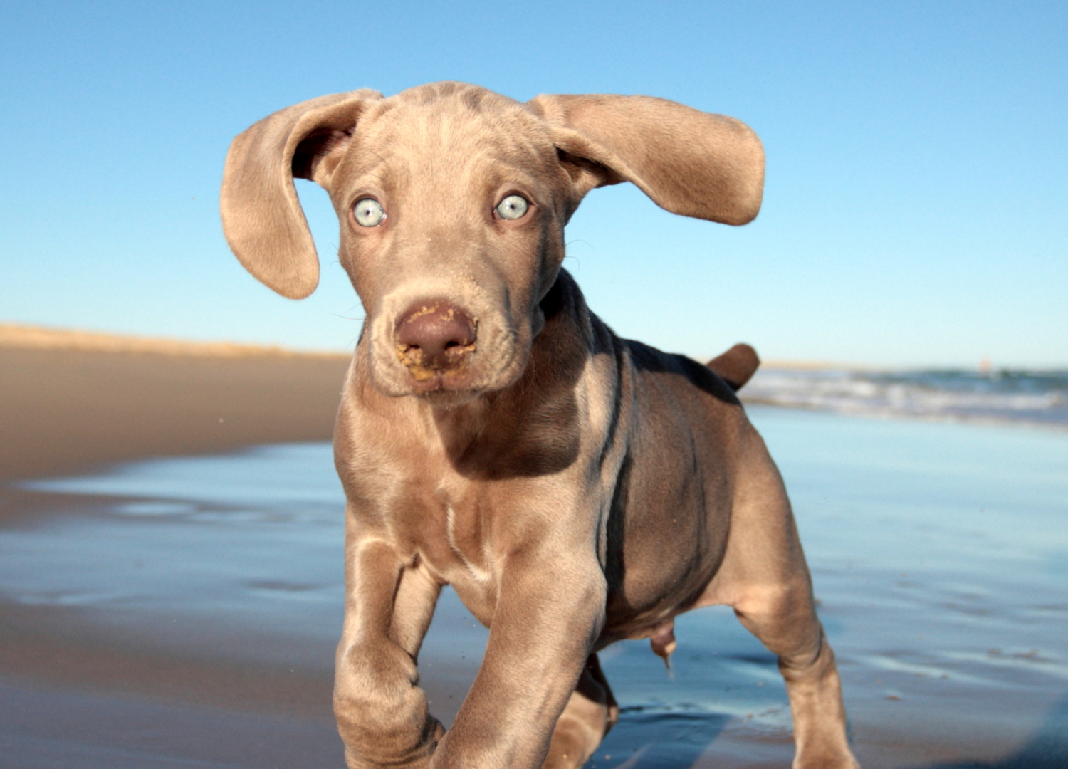 Dogs With Blue Eyes: Weimaraner