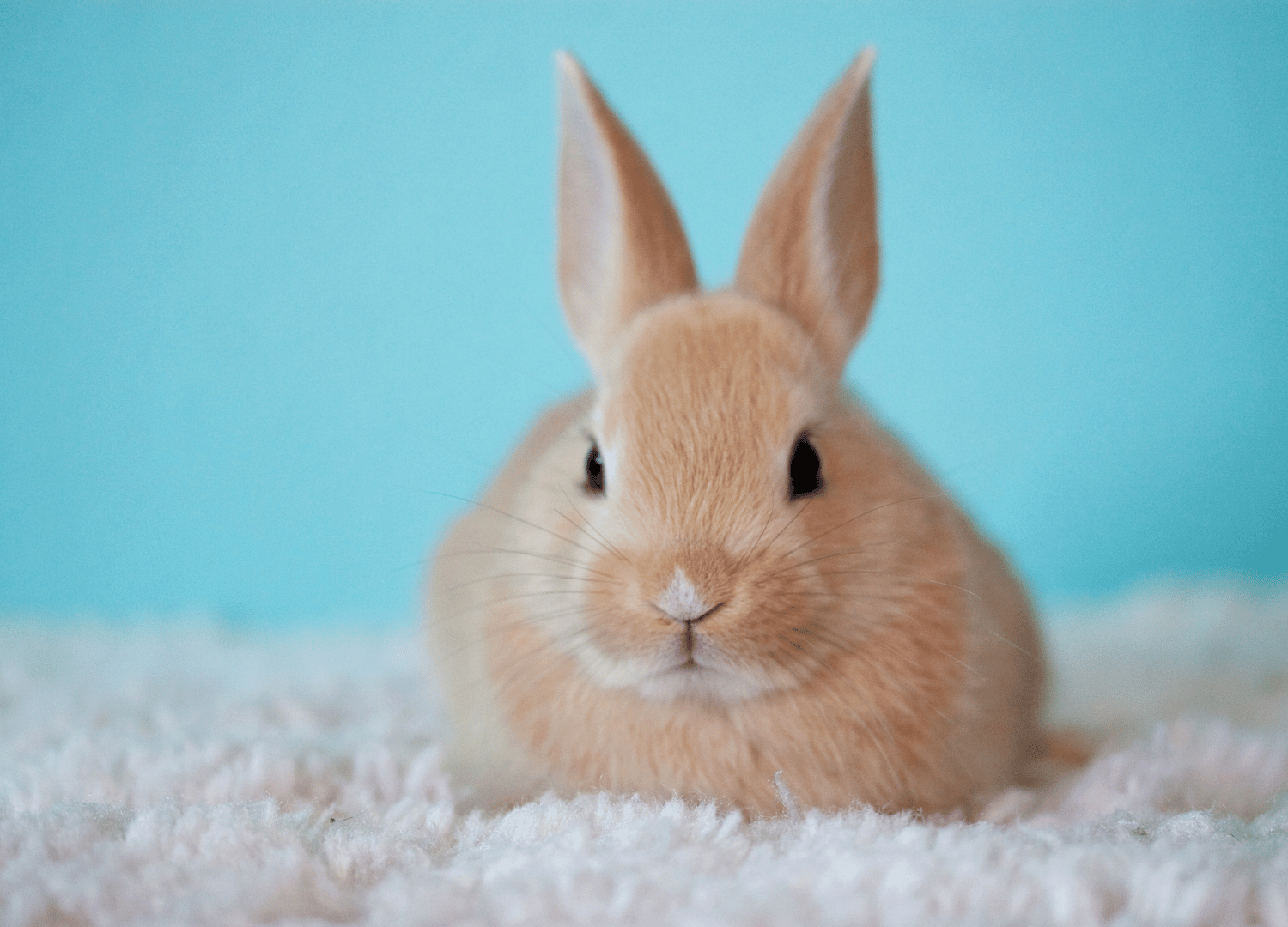 easiest pets to take care of - Rabbits