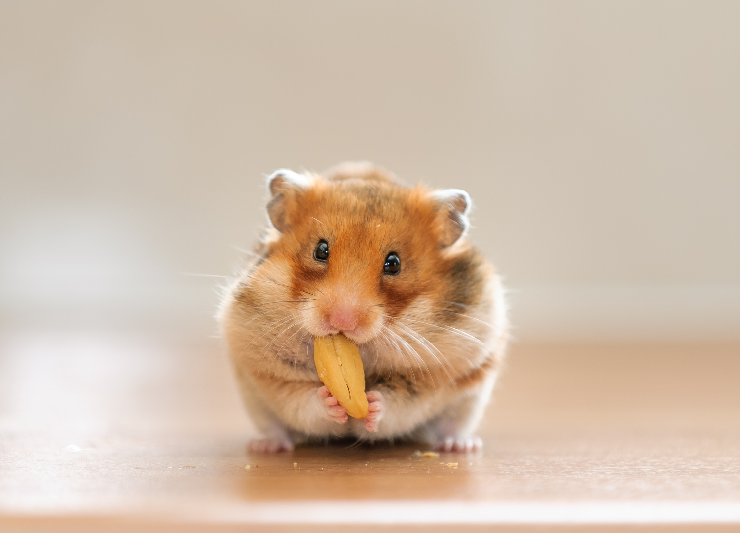 easiest pets to take care of - Hamster