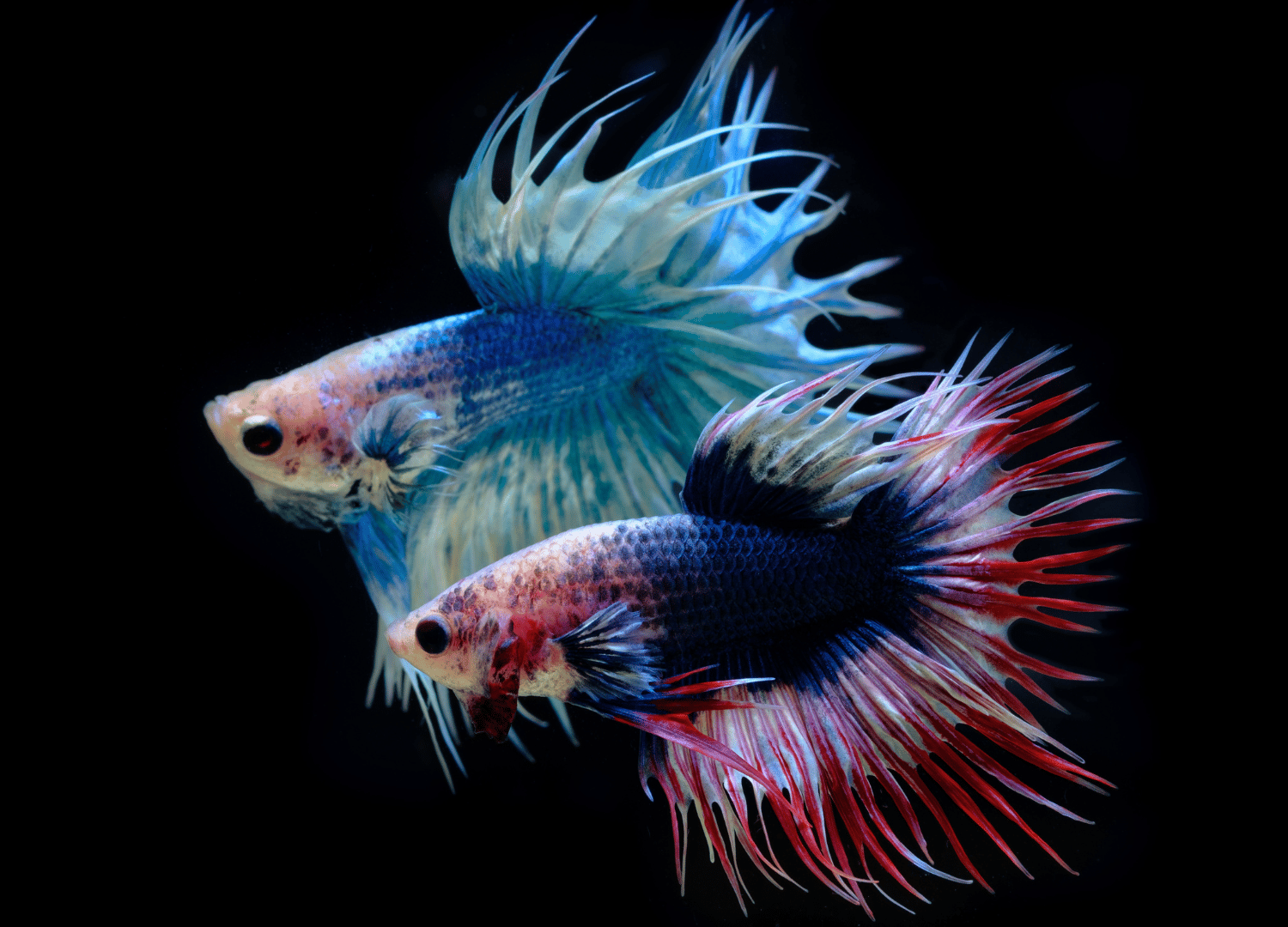 easiest pets to take care of - Betta Fish