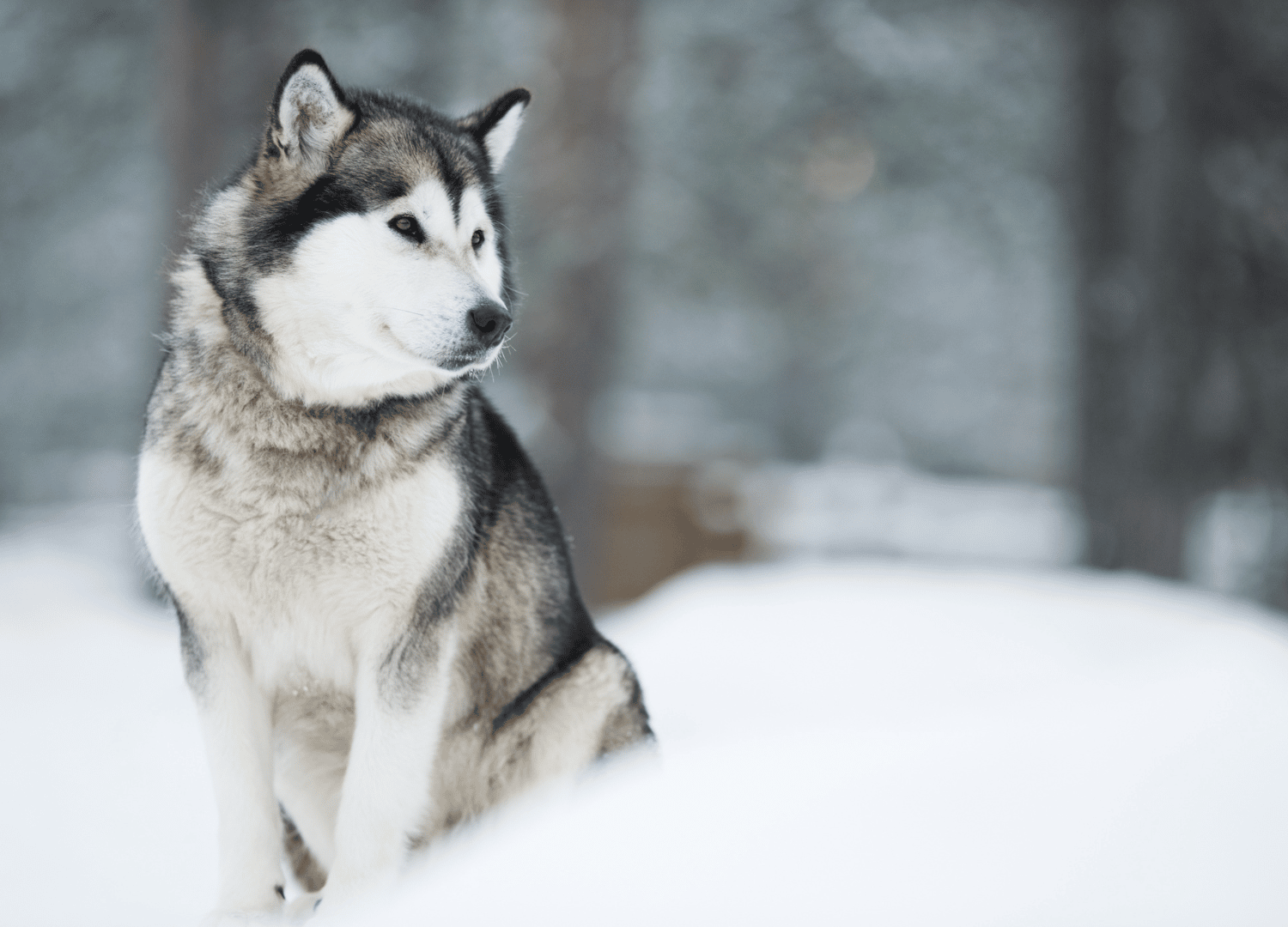 Dogs That Look Like German Shepherds - Alaskan Malamute