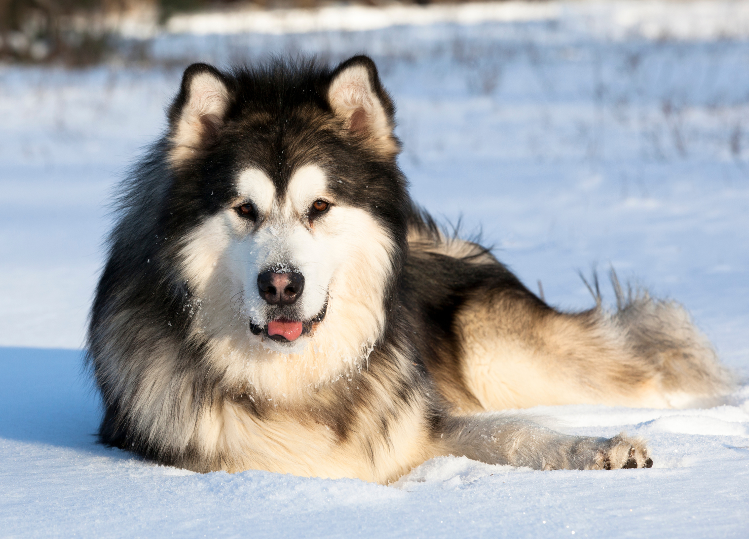 Dogs That Look Like Wolves: Alaskan Malamute