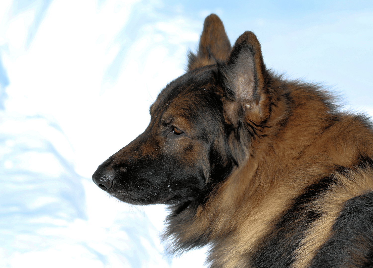 Dogs That Look Like German Shepherds - Shiloh Shepherd