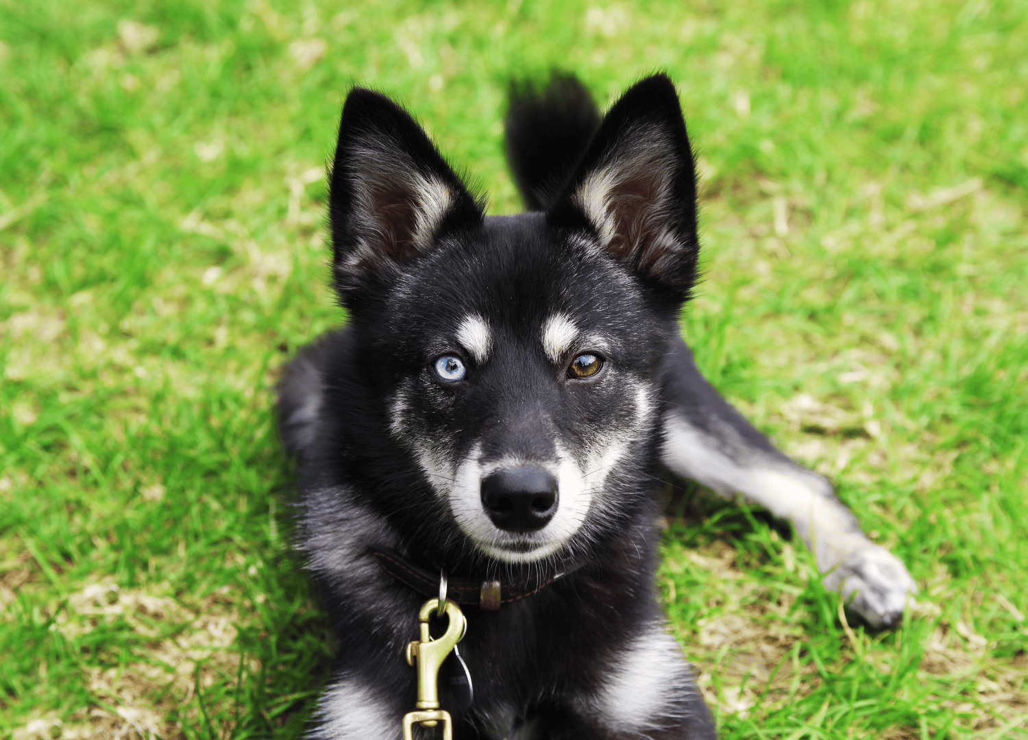 Dogs With Blue Eyes: Alaskan Klee Kai