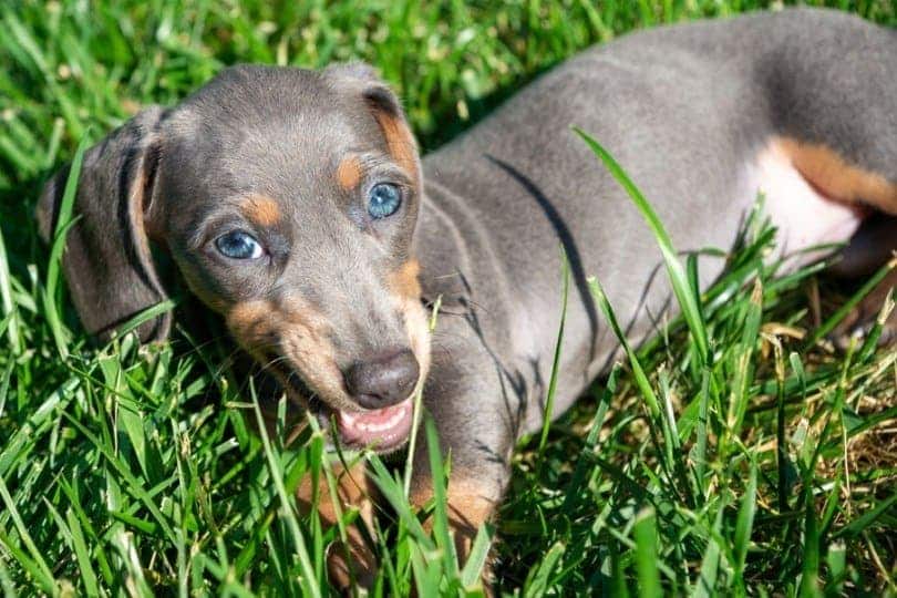 Dogs With Blue Eyes: Dachshund