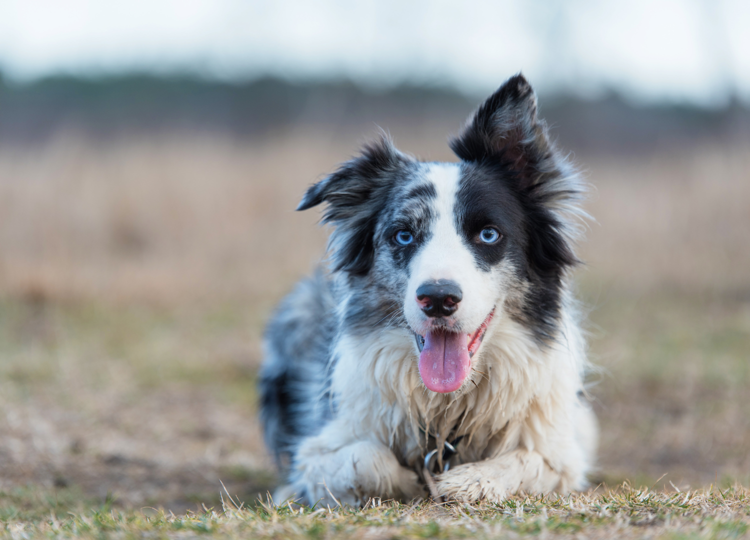 Dogs With Blue Eyes: Border Collie