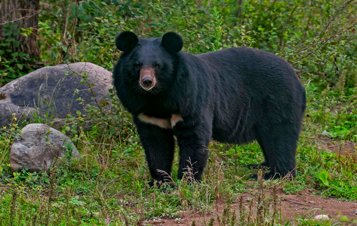 How fast can a bear run - Asiatic Black Bear