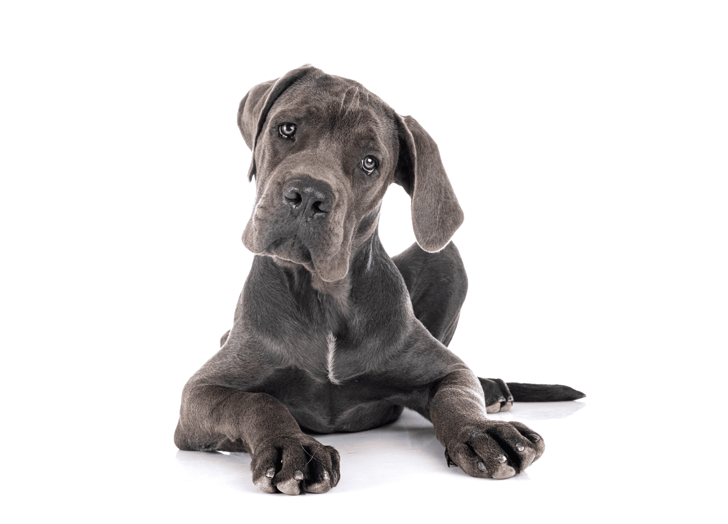 Dogs With Blue Eyes: Great Dane