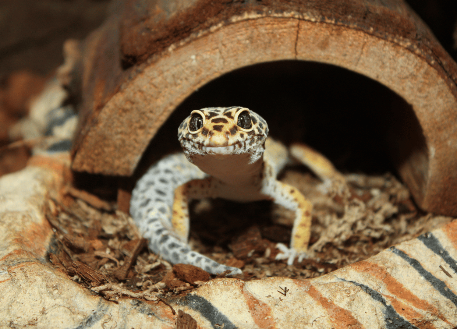 easiest pets to take care of - Leopards Geckos