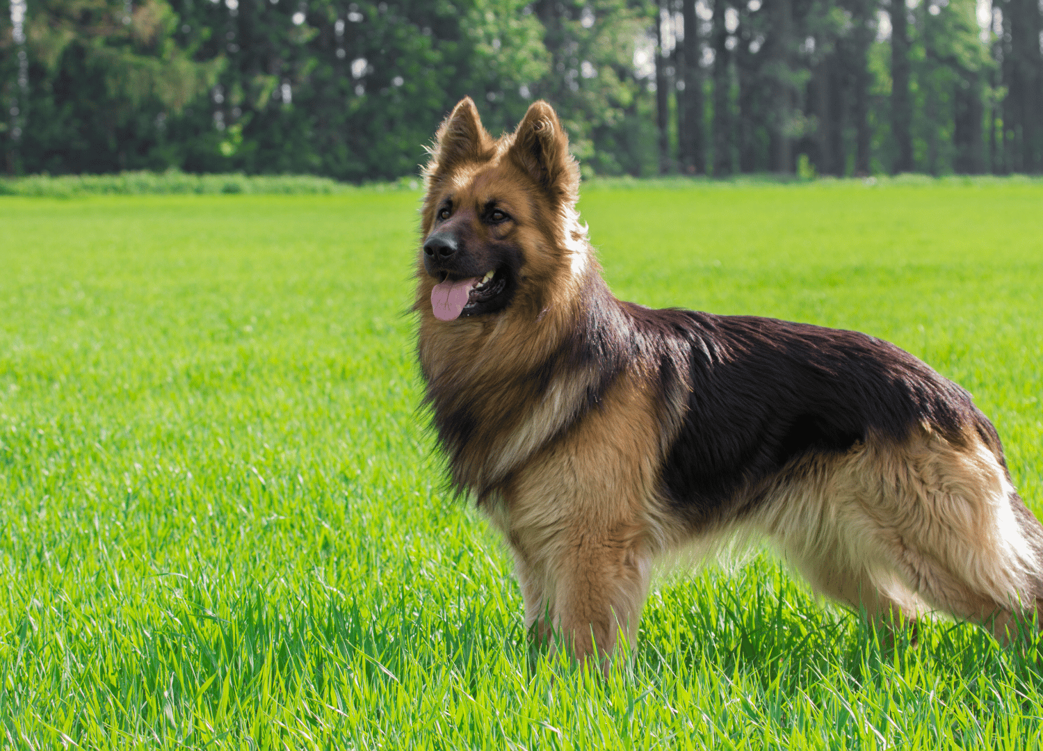 Dogs That Look Like German Shepherds - King Shepherd