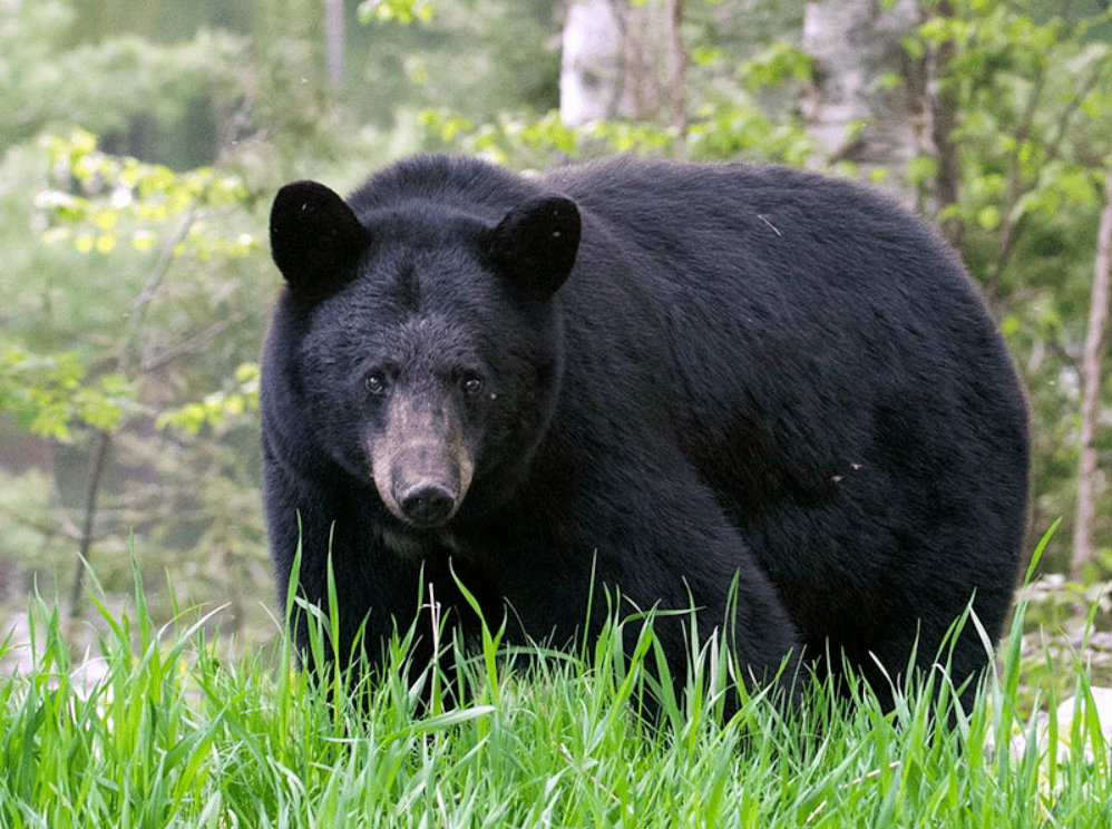 How fast can a bear run - American Black Bear