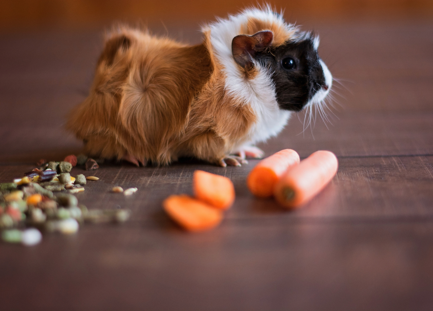 easiest pets to take care of - guinea pig