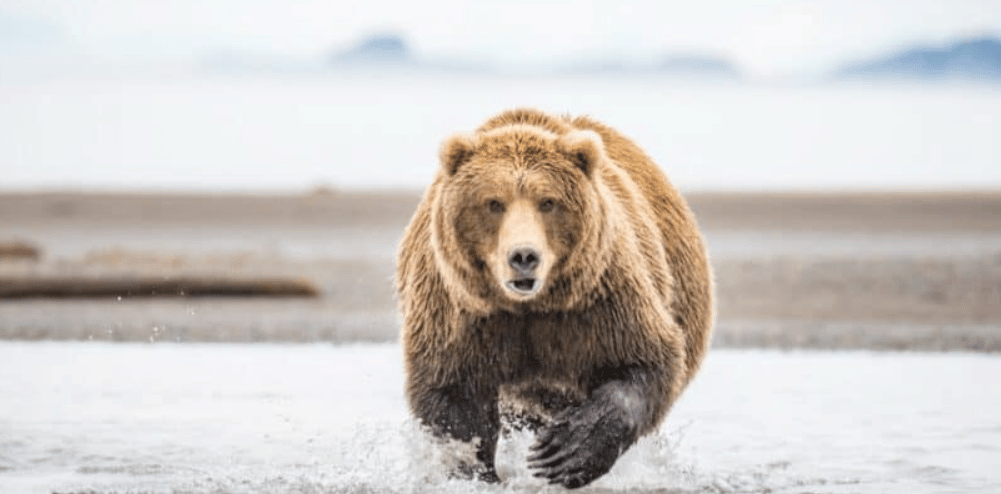 How fast can a bear run - Kodiak Bear