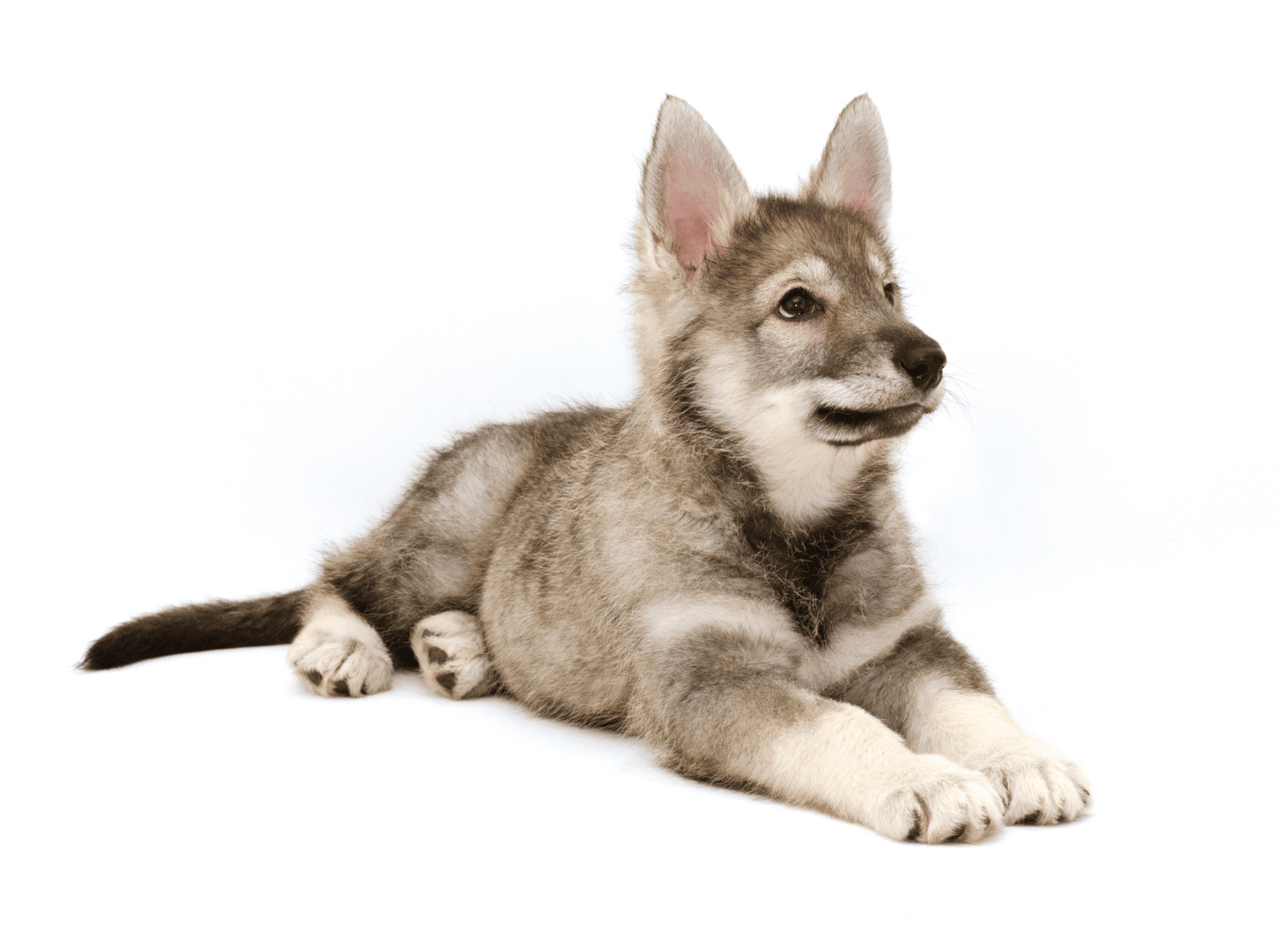 Dogs That Look Like Wolves: Tamaskan